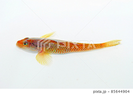 シマヨシノボリ 85644904