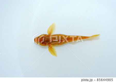 シマヨシノボリ 85644905