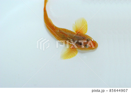 シマヨシノボリ 85644907