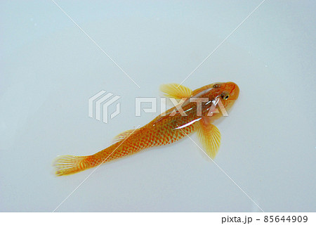 シマヨシノボリ 85644909