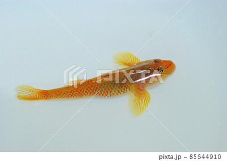 シマヨシノボリ 85644910