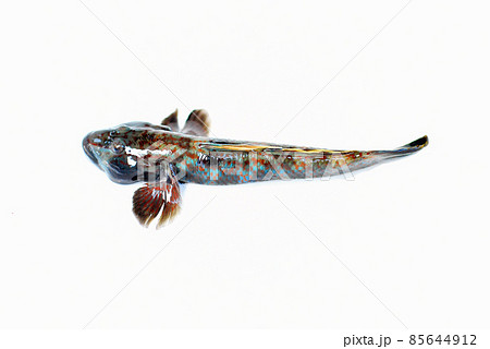 シマヨシノボリ 85644912