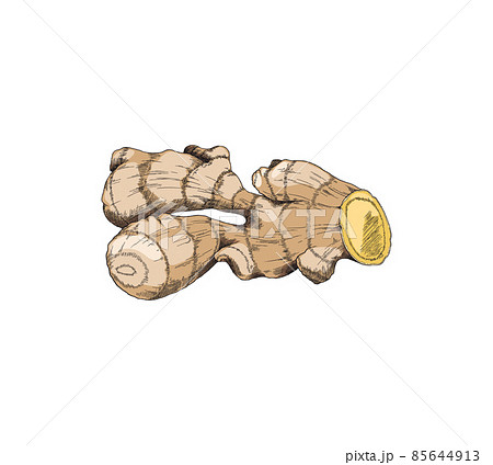 Ginger root healthy plant in hand drawn sketch style, vector illustration isolated on white background. 85644913