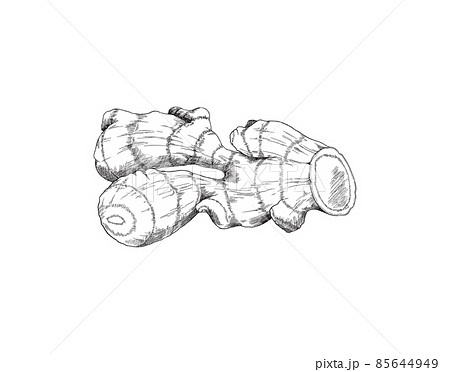 Ginger root side view, pencil sketch. Hand drawn turmeric root, isolated drawing. Vintage ink vector illustration. Ginger root side view, pencil sketch. Hand drawn turmeric root, isolated drawing. Vintage ink vector illustration. 85644949