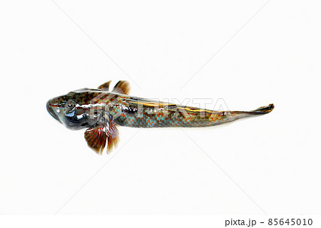 シマヨシノボリ 85645010