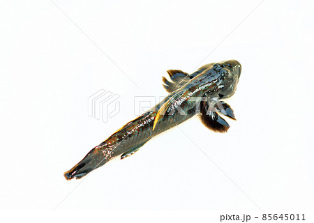 シマヨシノボリ 85645011