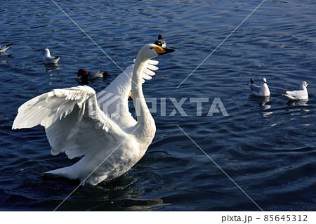 茨城県水戸市の千波湖の白鳥 茨城県水戸市の千波湖の白鳥 85645312