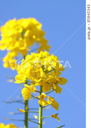 菜の花のクローズアップ タテ位置 菜の花のクローズアップ タテ位置 85645343