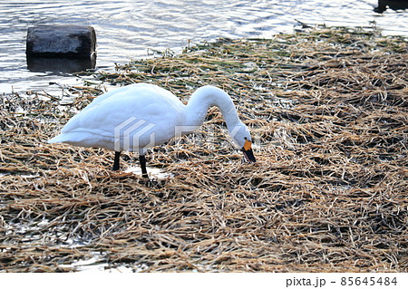 捕食中のコハクチョウ　コハクチョウ飛来地　埼玉県比企郡川島町 85645484