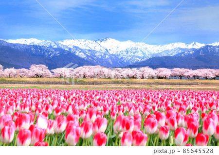 チュウリップ畑と桜並木に北アルプス チュウリップ畑と桜並木に北アルプス 85645528