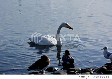 茨城県水戸市の千波湖の白鳥 茨城県水戸市の千波湖の白鳥 85645544