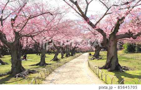 Blooming sakura trees in Koishikawa Korakuen garden, Okayama, Japan Blooming sakura trees in Koishikawa Korakuen garden, Okayama, Japan 85645705