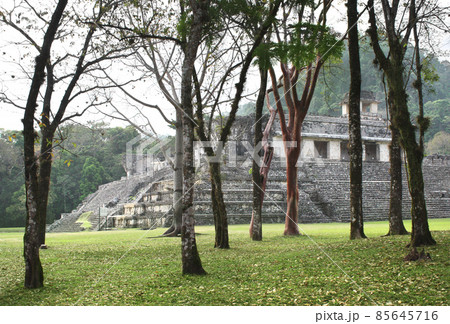 Ancient stepped pyramid at the pre-Columbian Maya civilization, Palenque, Chiapas, Mexico 85645716