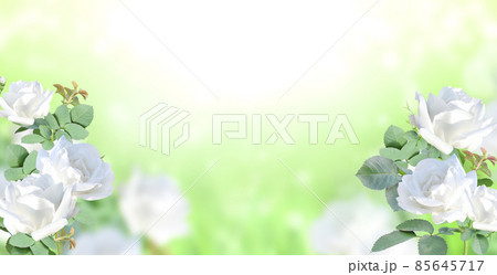 Branch of rose with white flowers. Horizontal banner with beautiful rose flower on blurred sunny background 85645717