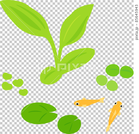 Illustration set of aquatic plants and killifish 85645943