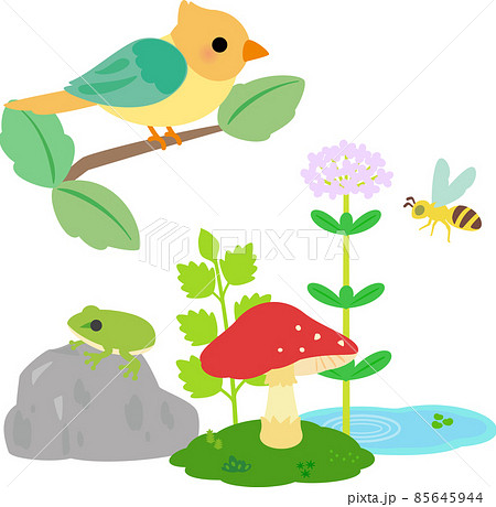 植物と小動物、ビオトープ 植物と小動物、ビオトープ 85645944
