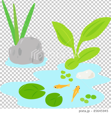 Medaka, aquatic plants, pond 85645945