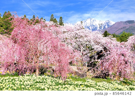 桜とスイセン 85646142