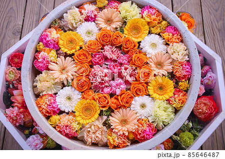 足利市　あしかがフラワーパークの花手水 85646487