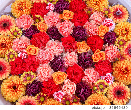 足利市　あしかがフラワーパークの花手水 85646489