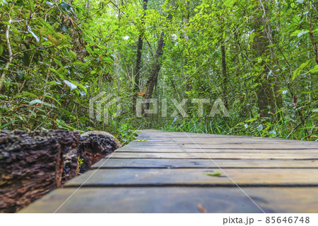 Fortified path in the jungle from a soil perspective 85646748
