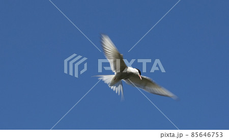 Flying seagull in front of deep blue sky 85646753