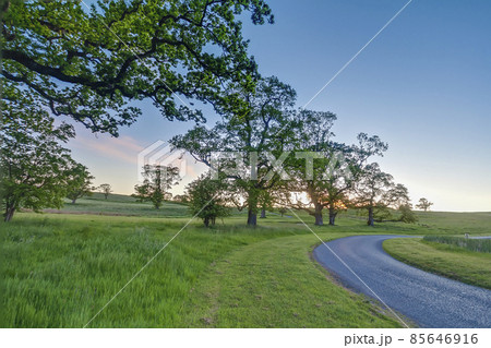 Alley with old trees during sunrise in Ireland 85646916