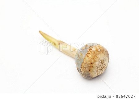 クワイ クワイ 85647027