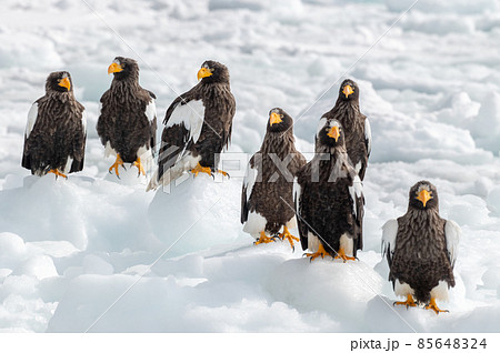 知床 冬 知床 冬 85648324