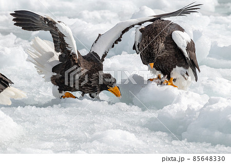 知床　冬 85648330