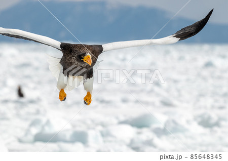 知床　冬 85648345