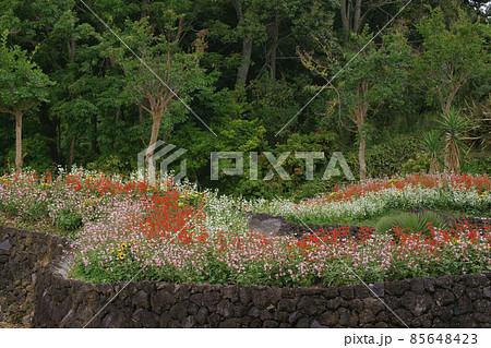 サルビア サルビア 85648423