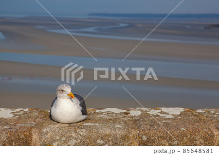 Seagull on the wall,Mont Saint Michel, Brittany, France. Seagull on the wall,Mont Saint Michel, Brittany, France. 85648581