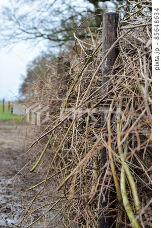Deadwood fence on a paddock as a close up 85648634