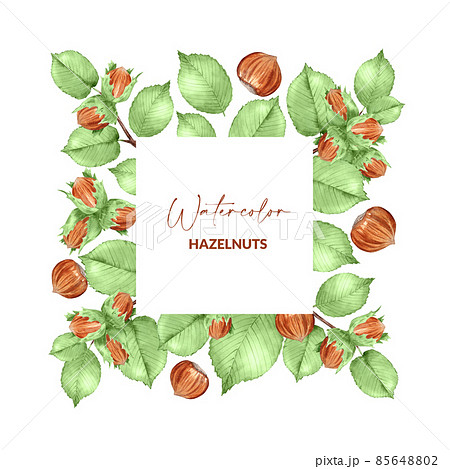 Border of hazelnut crop and green leaves. Watercolor raw nuts with green leaves. Hand drawn design of edible kernel for packaging and greeting 85648802