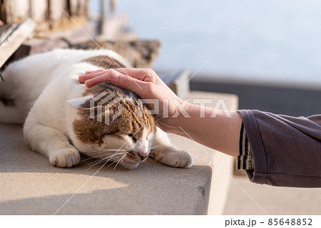 猫を撫でる　茶トラ白 85648852