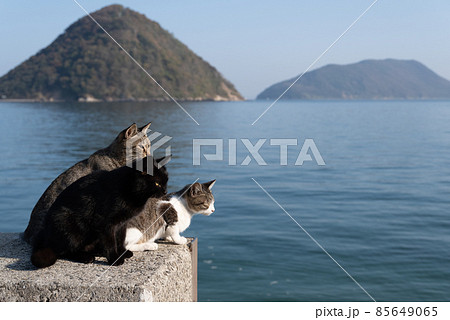 堤防でくつろぐ猫たち 85649065