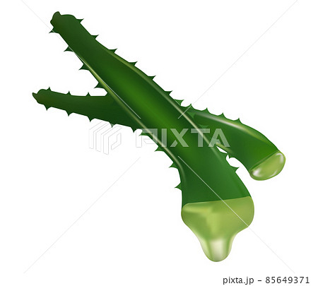 Aloe vera medicinal plant leaves cuttings and juice drops elements collection. 85649371