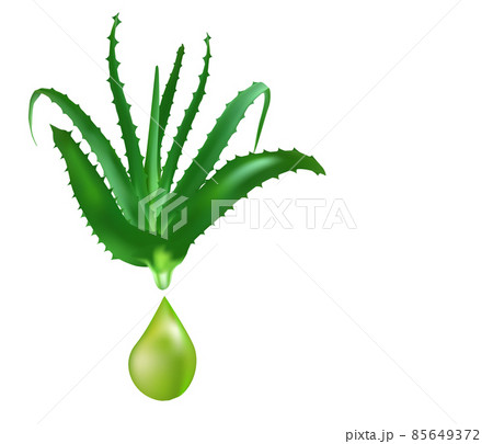 Aloe vera medicinal plant leaves cuttings and juice drops elements collection. Aloe vera medicinal plant leaves cuttings and juice drops elements collection. 85649372