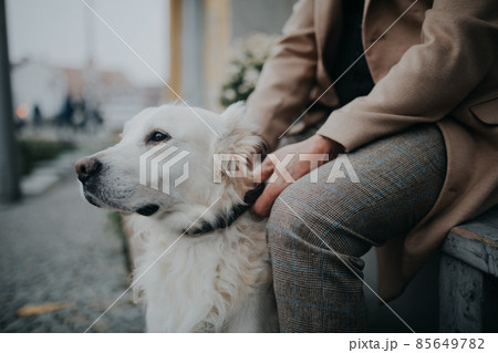 Midsection of unrecognizable senior man sitting on bench and resting during dog walk outdoors in city. Midsection of unrecognizable senior man sitting on bench and resting during dog walk outdoors in city. 85649782