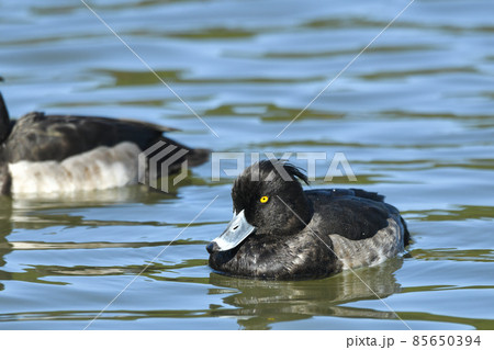 キンクロハジロ 85650394