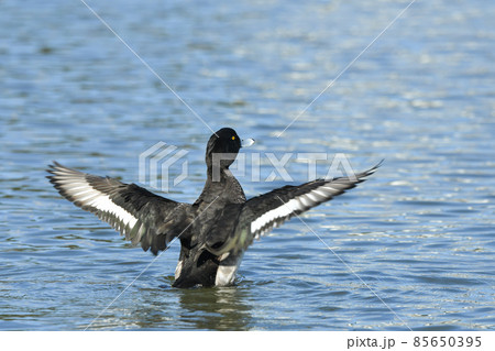 キンクロハジロ 85650395