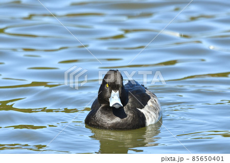 キンクロハジロ 85650401