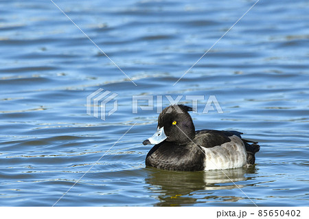 キンクロハジロ 85650402