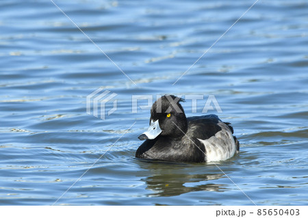 キンクロハジロ 85650403