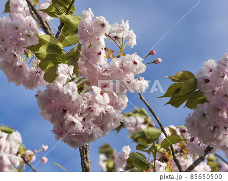 ニュージーランド・タウポの桜 / Prunus in Taupo, New Zealand  85650500