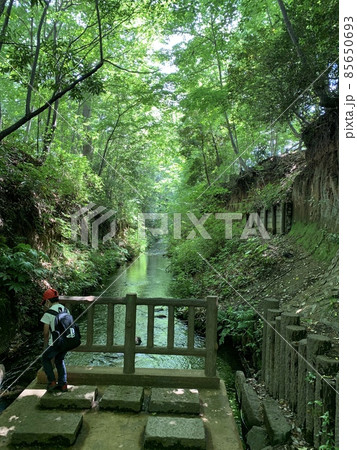 春の日の玉川上水を歩いて上水小橋にて 春の日の玉川上水を歩いて上水小橋にて 85650693