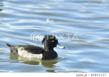 キンクロハジロ 85651217