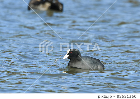 オオバン 85651360