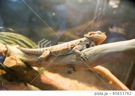 Chameleon on tree trunk, focus selective. 85651762